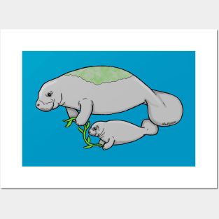 Manatee and Calf Posters and Art